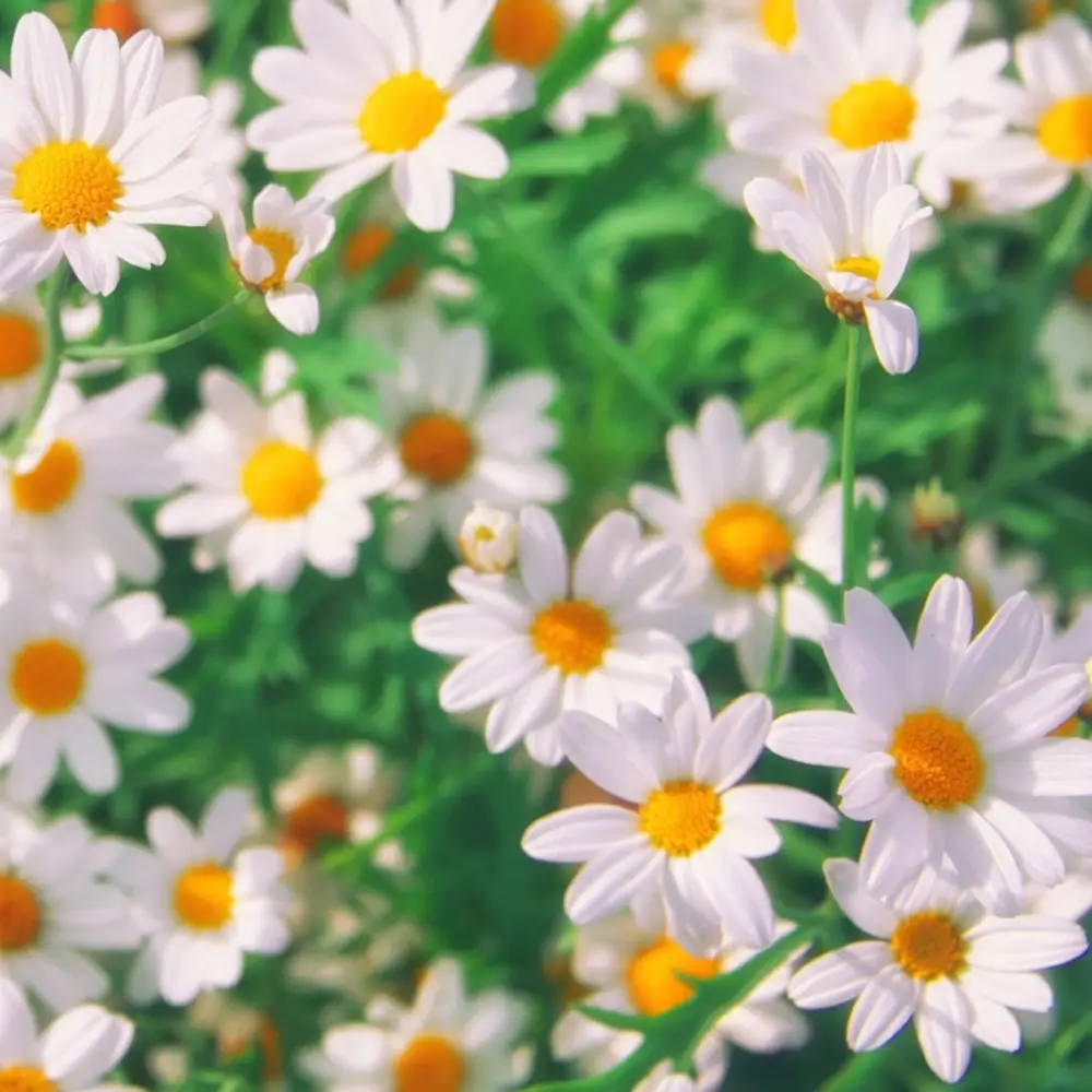 What is Roman Chamomile?