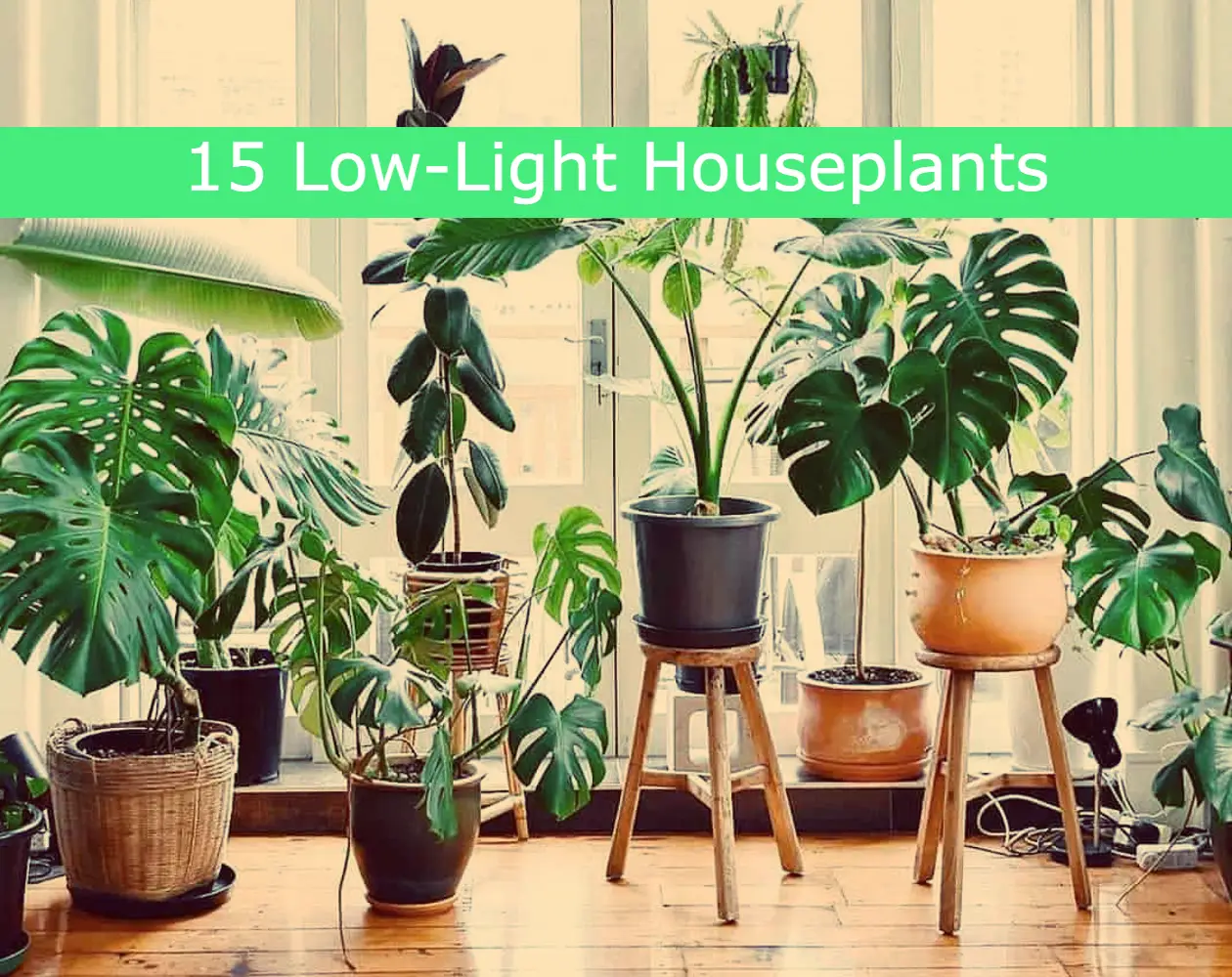 15 Low-Light Houseplants