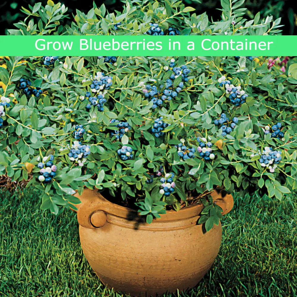 Grow Blueberries in a Container