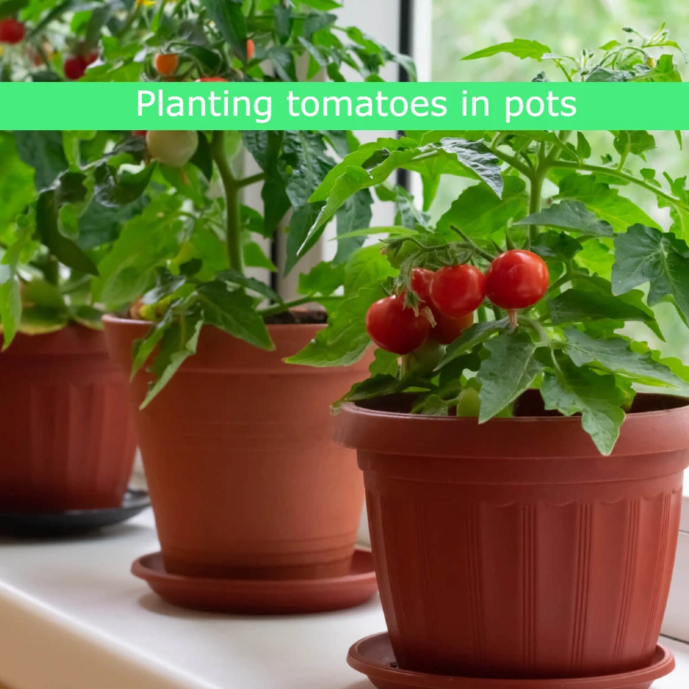 How To Planting tomatoes in pots