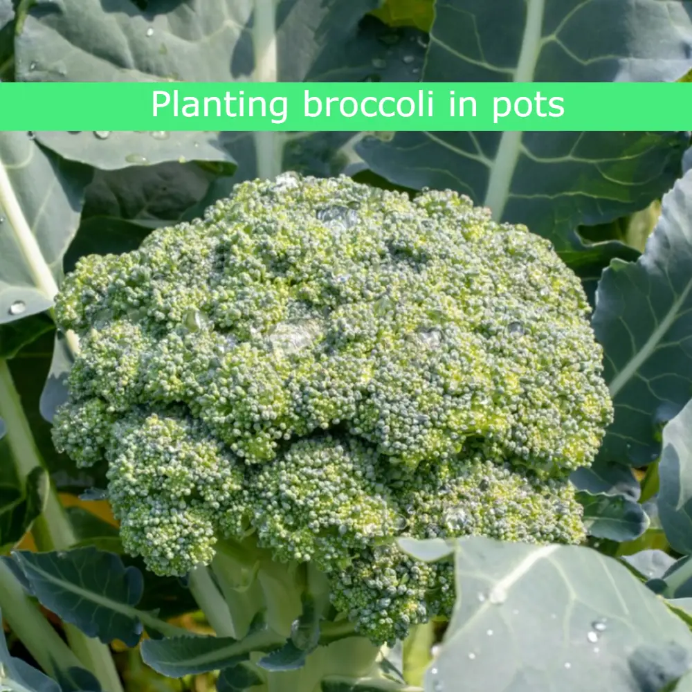Planting broccoli in pots