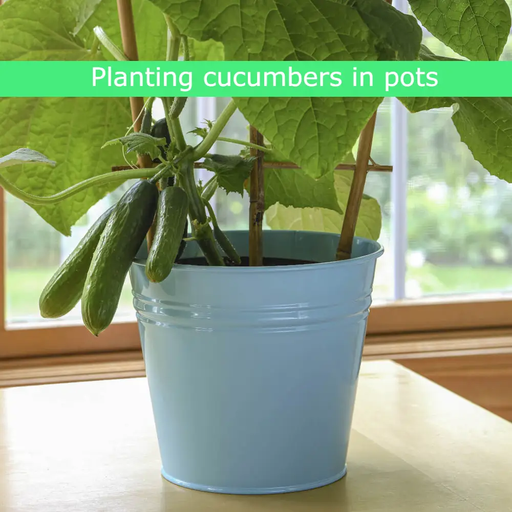 how to Planting cucumbers in pots