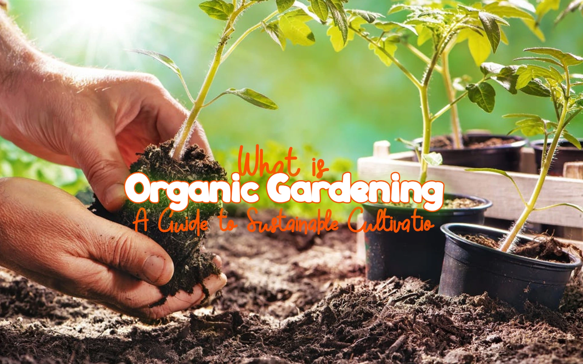 Organic Gardening A Guide to Sustainable Cultivation